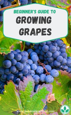 grapes growing on the vine with text overlay reading beginner's guide to growing grapes