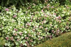 small pink and white flowers growing in the grass next to some green plants with purple centers