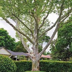 a large tree sitting in the middle of a lush green field next to a house