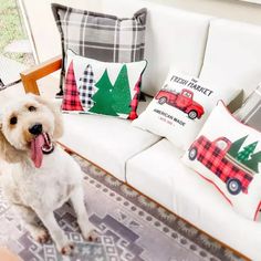 a dog sitting on the floor in front of a couch with pillows and christmas trees