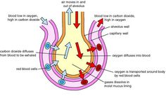 diagram of the inside of an ovarge