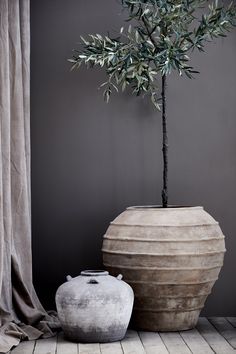 an olive tree in a large pot next to a vase with a lid on it