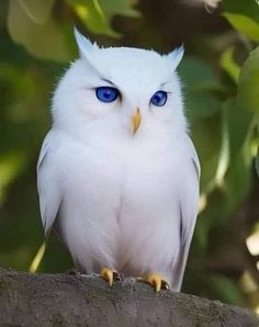 a white owl with blue eyes sitting on a branch