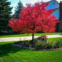 a red tree in the middle of a green yard