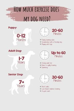 how much exercise does my dog need? info for dogs and their owners to do