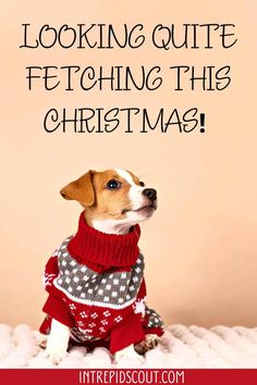 a dog wearing a sweater with the words looking quite fetching this christmas