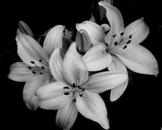 black and white photograph of lilies with water droplets on it's petals, taken from above