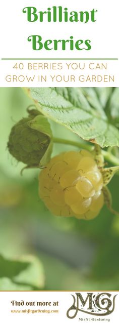 an image of a plant with the words brilliant berries growing in your garden on it