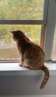 a cat sitting on top of a window sill looking out at the trees outside