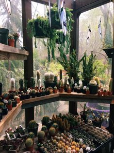 many potted plants are on display in the window sill, along with hanging succulents and cacti