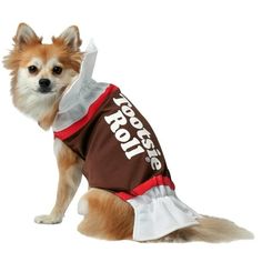 a small dog wearing a brown and white shirt