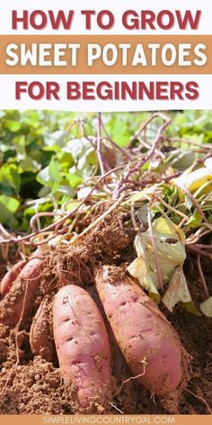 how to grow sweet potatoes for beginners