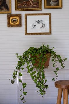 there are many pictures on the wall with plants growing in them and a stool next to it