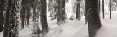 snow covered trees in the middle of a forest with lots of snow on top of them