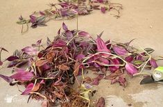 purple flowers are laying on the ground next to a pair of scissors