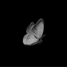 a black and white photo of a butterfly flying in the air at night with only one wing visible