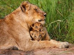 a mother lion and her two cubs resting in the grass on the ground near some tall grass