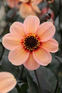 a pink flower with yellow center surrounded by other flowers