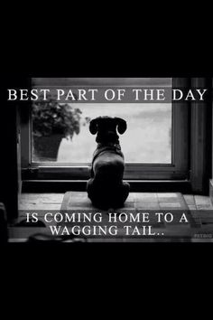 a dog sitting in front of a window with the caption best part of the day is coming home to a wagging tail