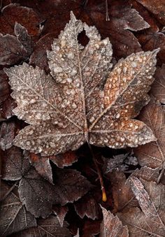 a leaf that is sitting on the ground