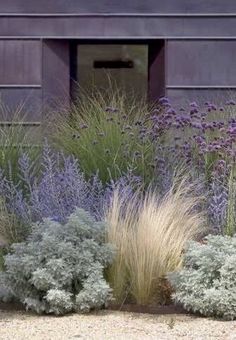 purple and green plants in front of a building