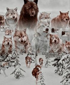 a group of wolfs standing in the snow