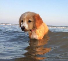 a brown and white dog sitting on top of a body of water