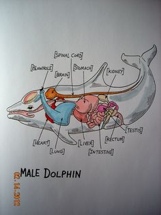 an animal labeled with labels on it's body and its main parts in the diagram