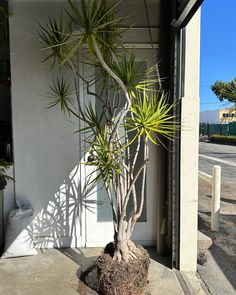 a potted plant sitting on top of a cement slab next to a building entrance