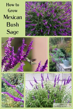 purple flowers and green plants with text overlay that says how to grow mexican bush sage