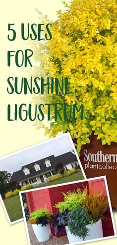 there is a large potted plant with yellow flowers in it and the words 5 uses for sunshine, ligustrum