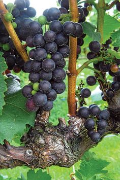 the grapes are still on the vine ready to be picked in the fall or winter