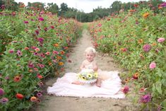 a baby sitting on a blanket in the middle of a flower field with lots of flowers