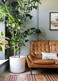 a brown leather couch sitting next to a potted plant