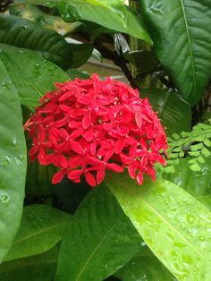 red flower surrounded by green leaves and water droplets on it's petals in the rain