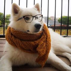 a white dog wearing glasses and a scarf