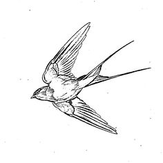 a black and white drawing of a bird flying