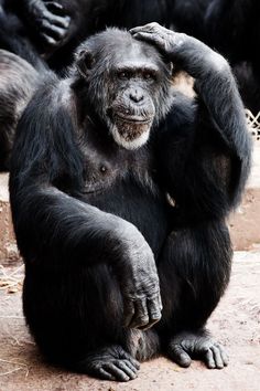 a group of gorillas sitting on the ground with one holding his head in their hands