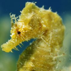 a close up of a seahorse in the water with algae growing on it's side