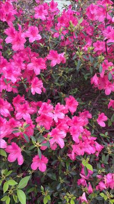 pink flowers are blooming in the garden