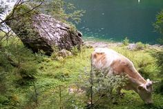 a cow grazing in the grass next to a body of water