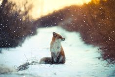 a red fox sitting in the snow looking up at the sky with its eyes closed