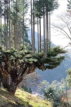 an image of a tree that has been cut down in the middle of it's forest