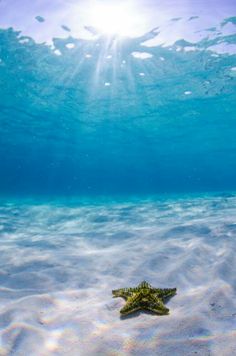 a starfish swims in shallow water under the sun