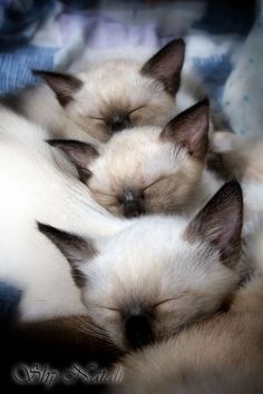 two white and brown cats sleeping next to each other