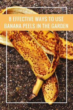 a banana peel with brown spots on it and the words 8 effective ways to use bananas peels in the garden