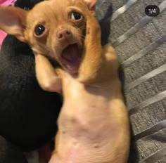 a small brown dog laying on top of a bed