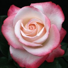 a pink and white rose with green leaves