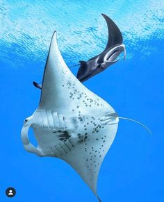 a manta ray swims through the water with its tail hanging out to dry