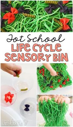 This life cycle sensory bin was lots of fun to explore. Perfect for a butterfly theme in tot school, preschool, or the kindergarten classroom. Life Cycle Crafts For Toddlers, Butterflies Kindergarten, Life Cycle Sensory Bin, Butterfly Life Cycle Preschool, Preschool Butterfly Theme, Insects Activities, All About Butterflies, Butterfly Activity, Caterpillar Preschool